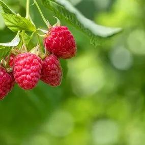 Raspberry Malling Jewel (Rubus idaeus 'Malling Jewel') 1